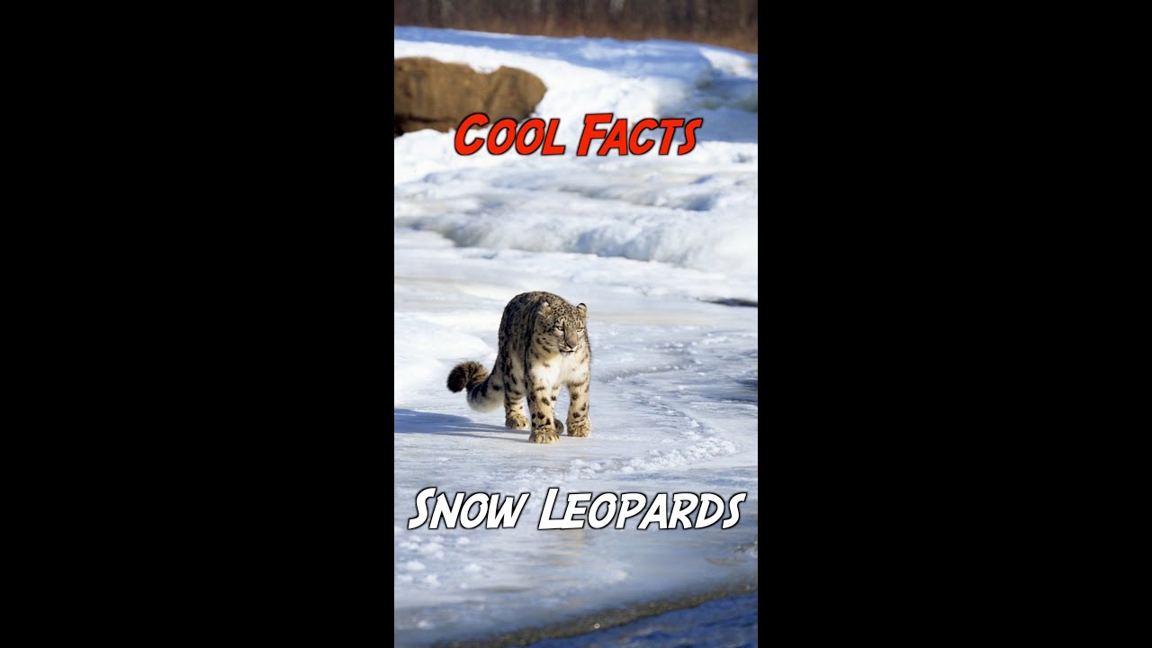 Cool Facts: Snow Leopards are 'ghosts of the mountains' - The Global Herald