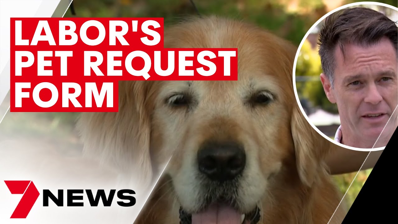 Rental pet laws to change if Chris Minns and Labor are elected in the
