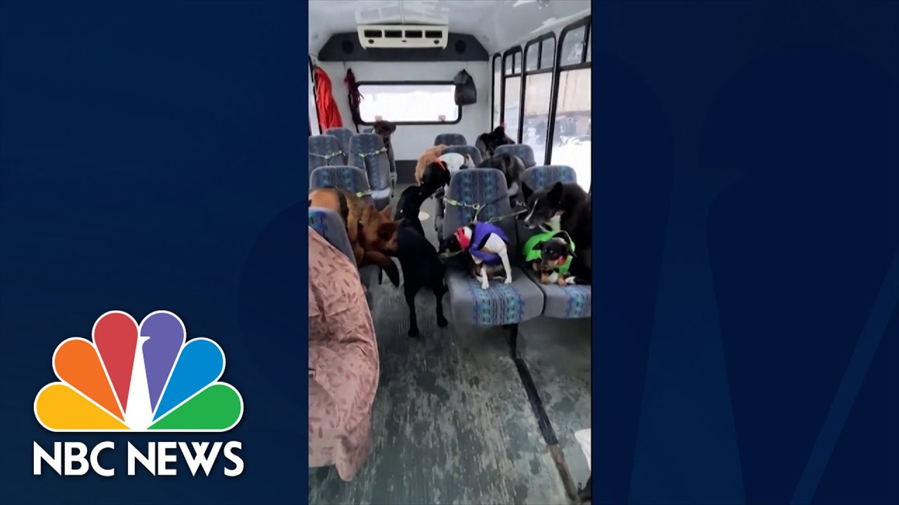 WATCH Alaskan puppy bus goes viral on social media The Global Herald