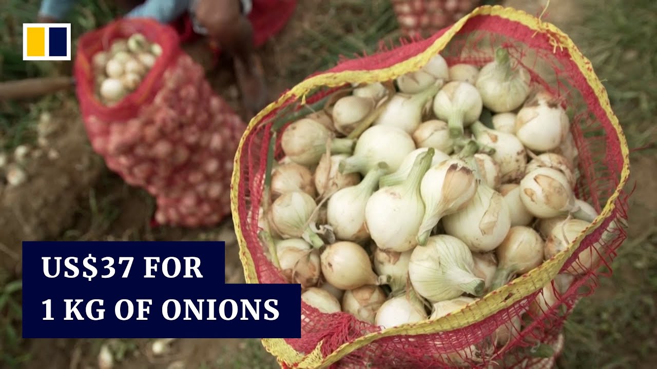 More expensive than meat onion crisis leaves Filipino farmers crying