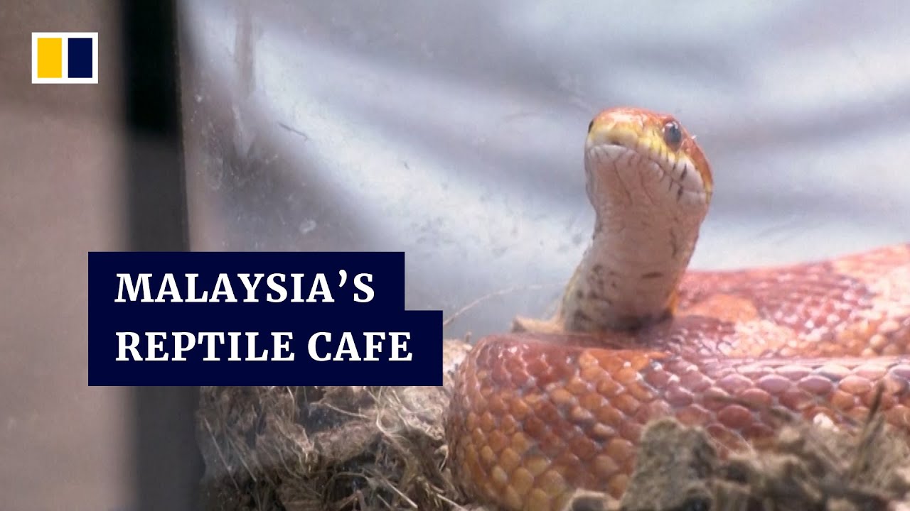 Photo inspiration: Fresh Look at Snakes Lizards And Desserts Meet In Malaysian Cafe With A