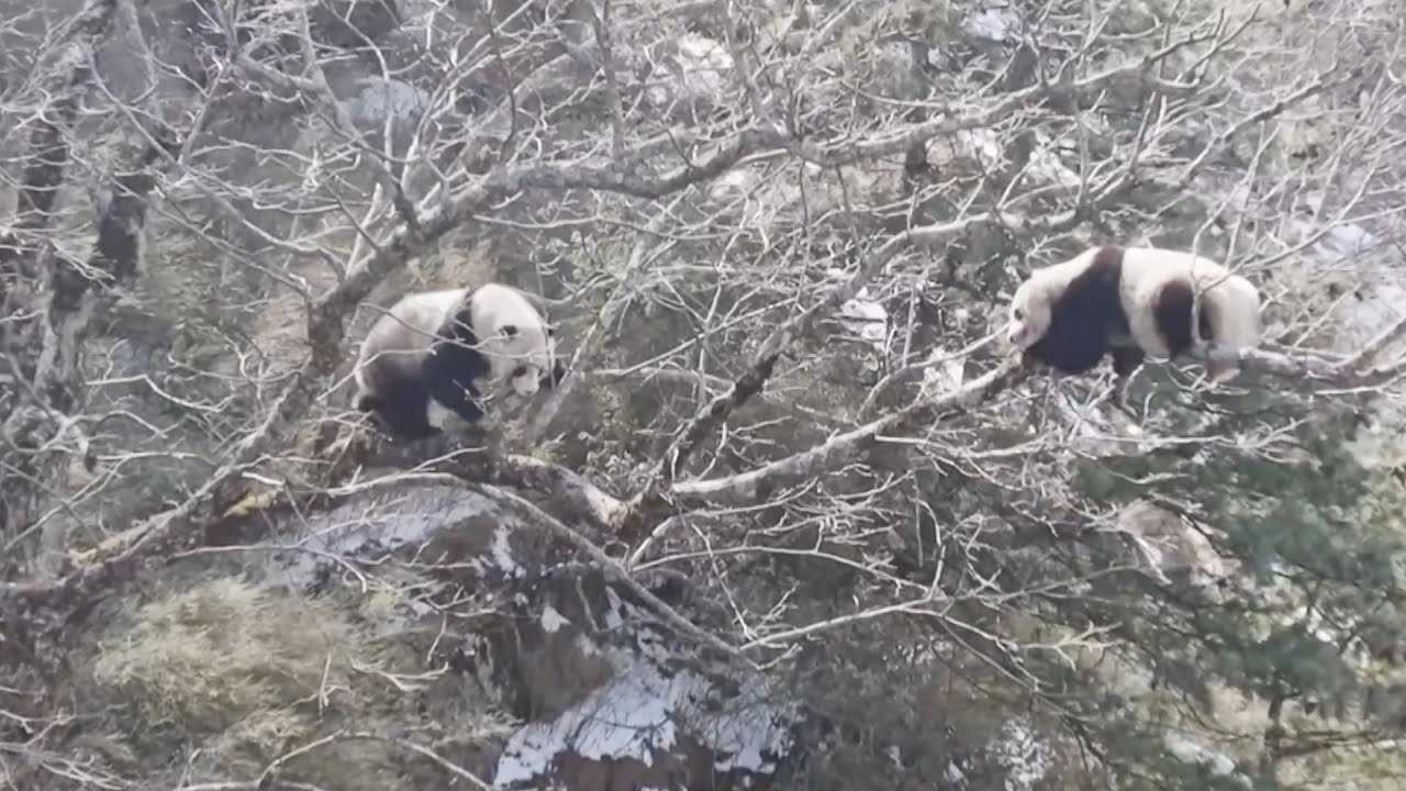 Two Wild Giant Pandas Spotted In China S Sichuan The Global Herald Two Wild Giant Pandas Spotted In China S Sichuan The Global Herald