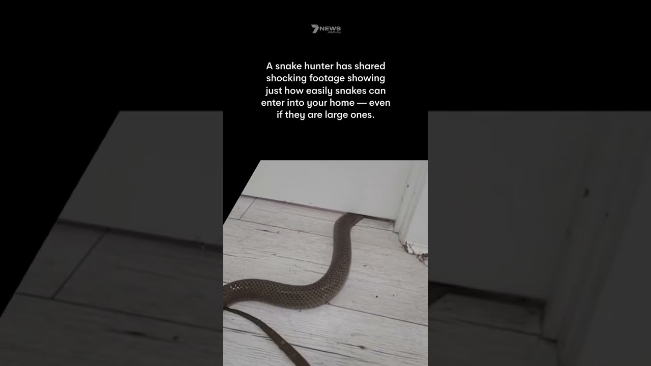 Horrifying video shows how snakes can slither under doors 7NEWS The