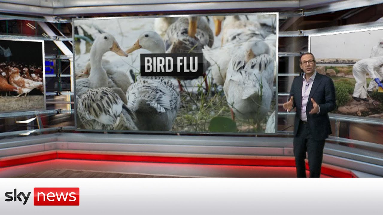 Analysis: How worried should we be about bird flu? - The Global Herald