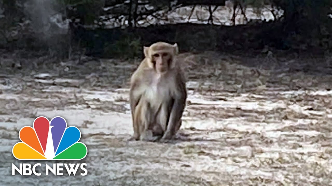 Oklahoma woman speaks out after surviving monkey attack The Global Herald