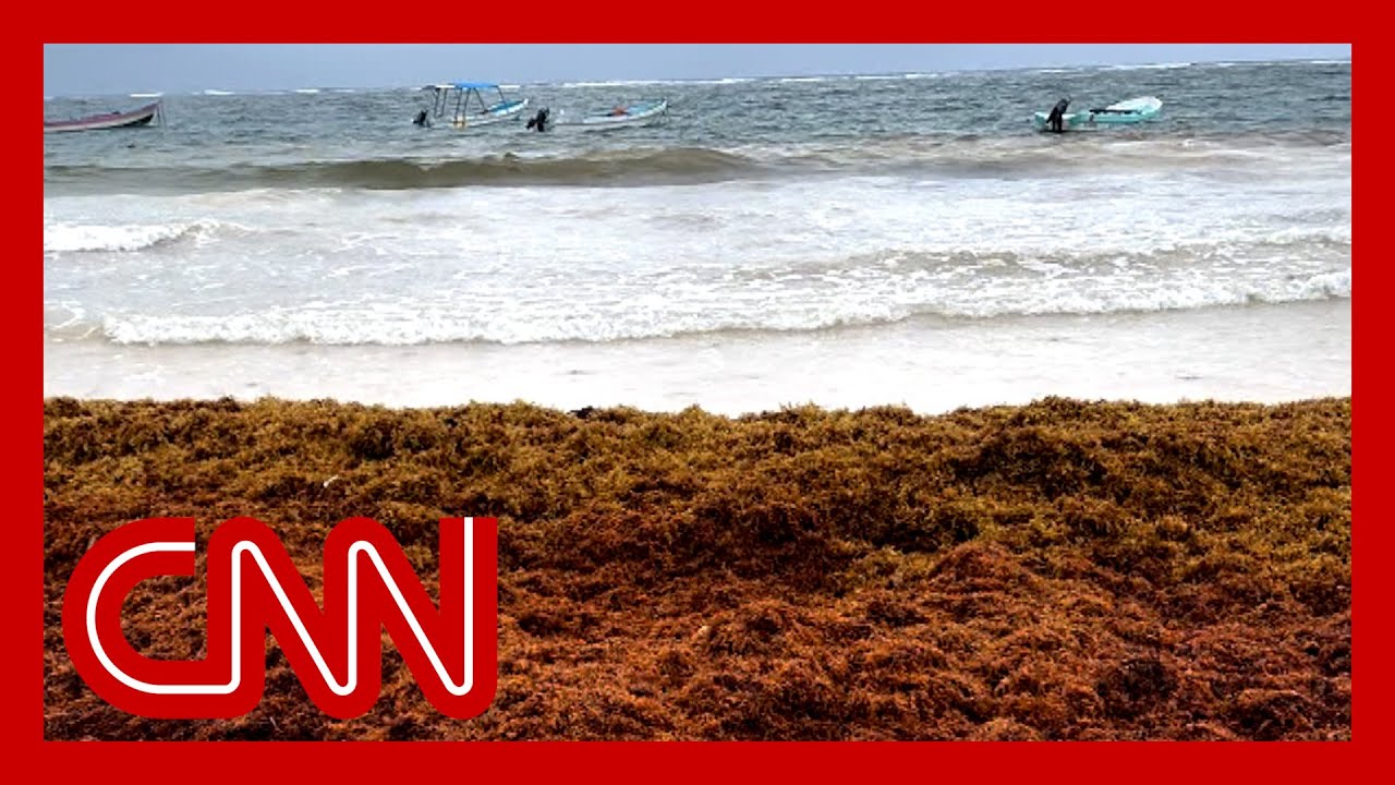 A giant blob of seaweed is headed to Florida. Here’s why it's not like ...