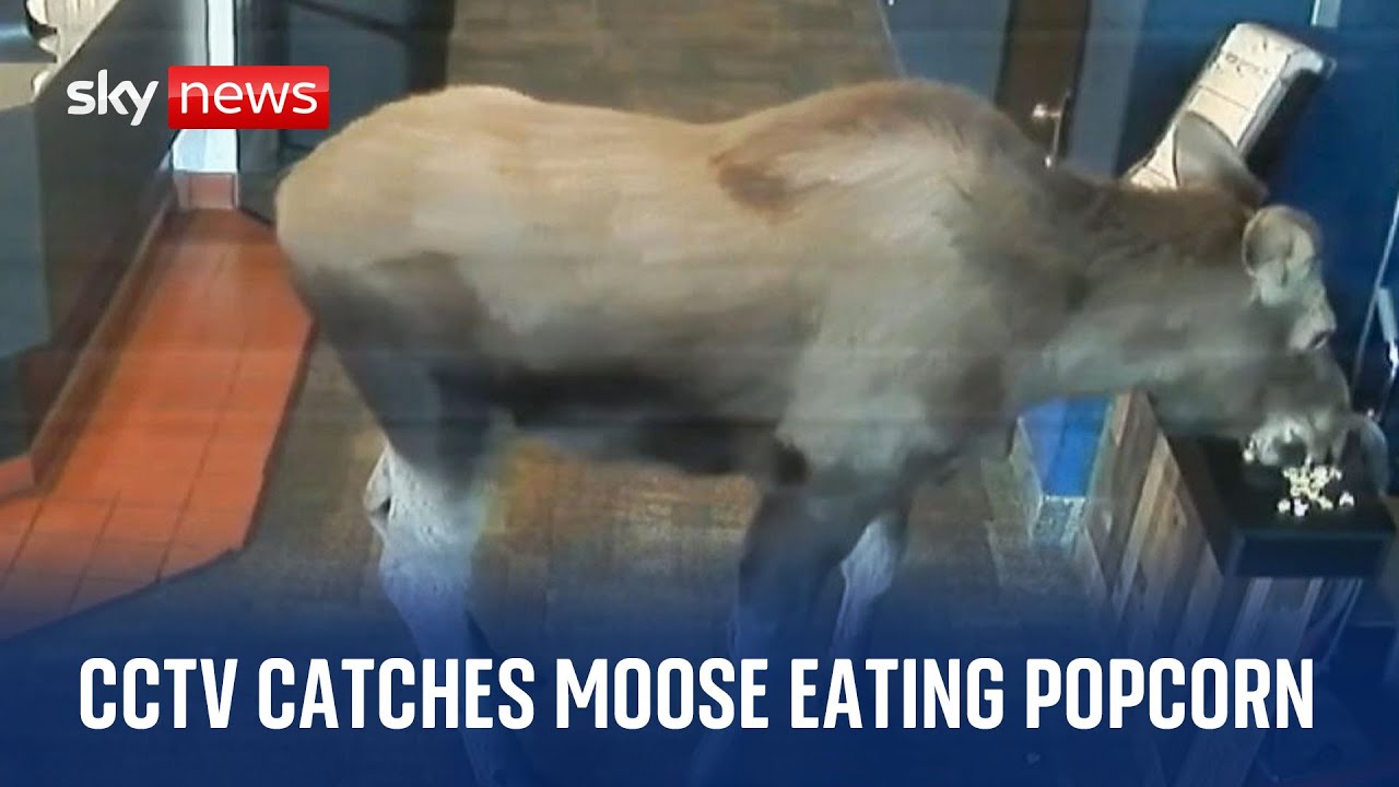 CCTV catches moose snacking on popcorn at Alaska cinema The Global Herald