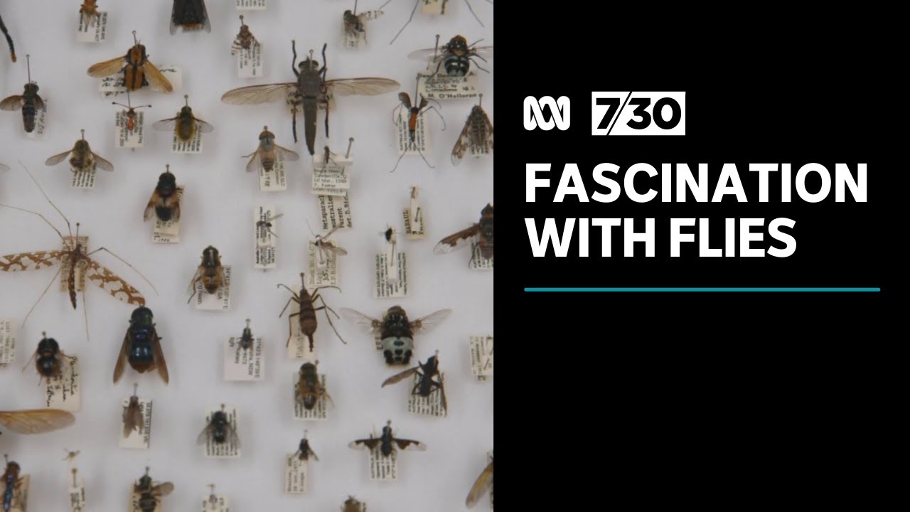 Why flies are the most underrated group of insects | 7.30 - The Global ...