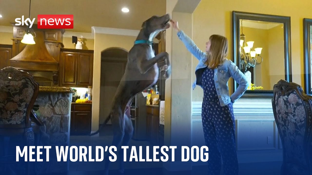 Meet Zeus the world's tallest dog who may be on track to break a