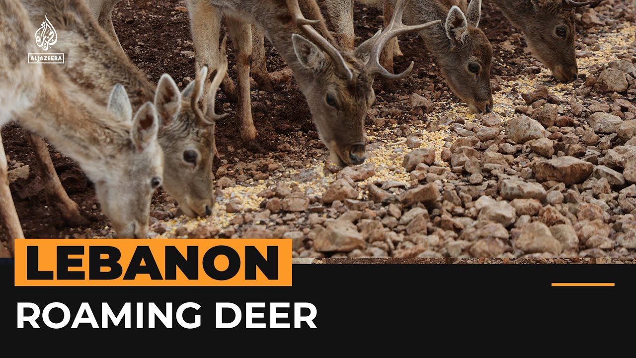 Deer roam in Lebanon reserve The Global Herald
