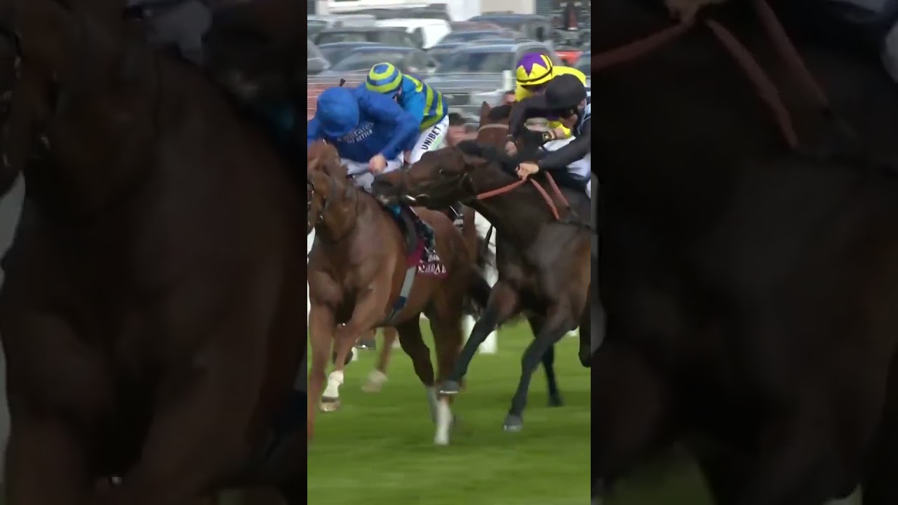 Horse tries to bite rival! The Global Herald
