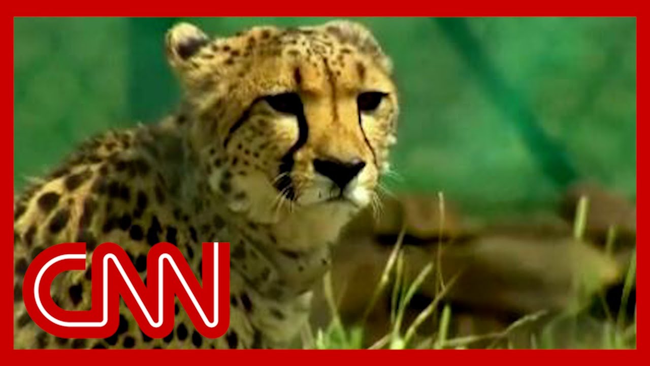 This animal went extinct in India over 60 years ago. Now they might be