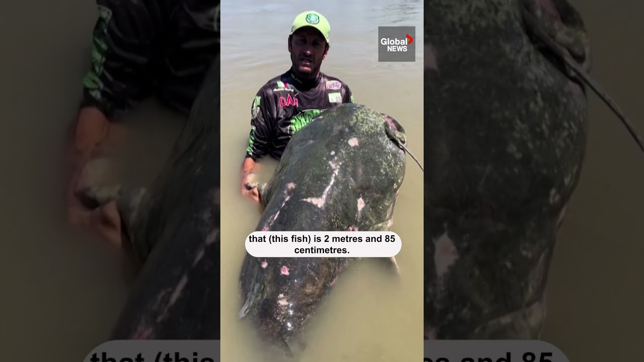 Monster catfish caught in Italy’s longest river The Global Herald