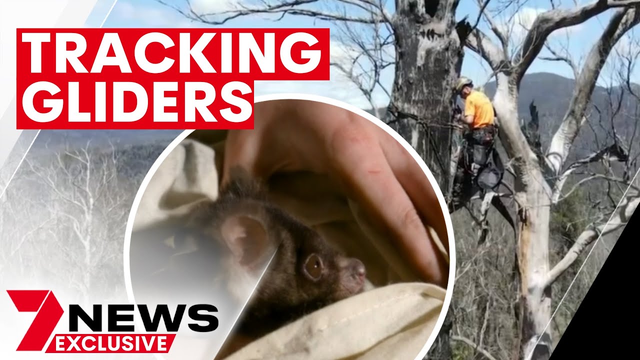 Study into the behaviour of greater gliders after Australia's fire