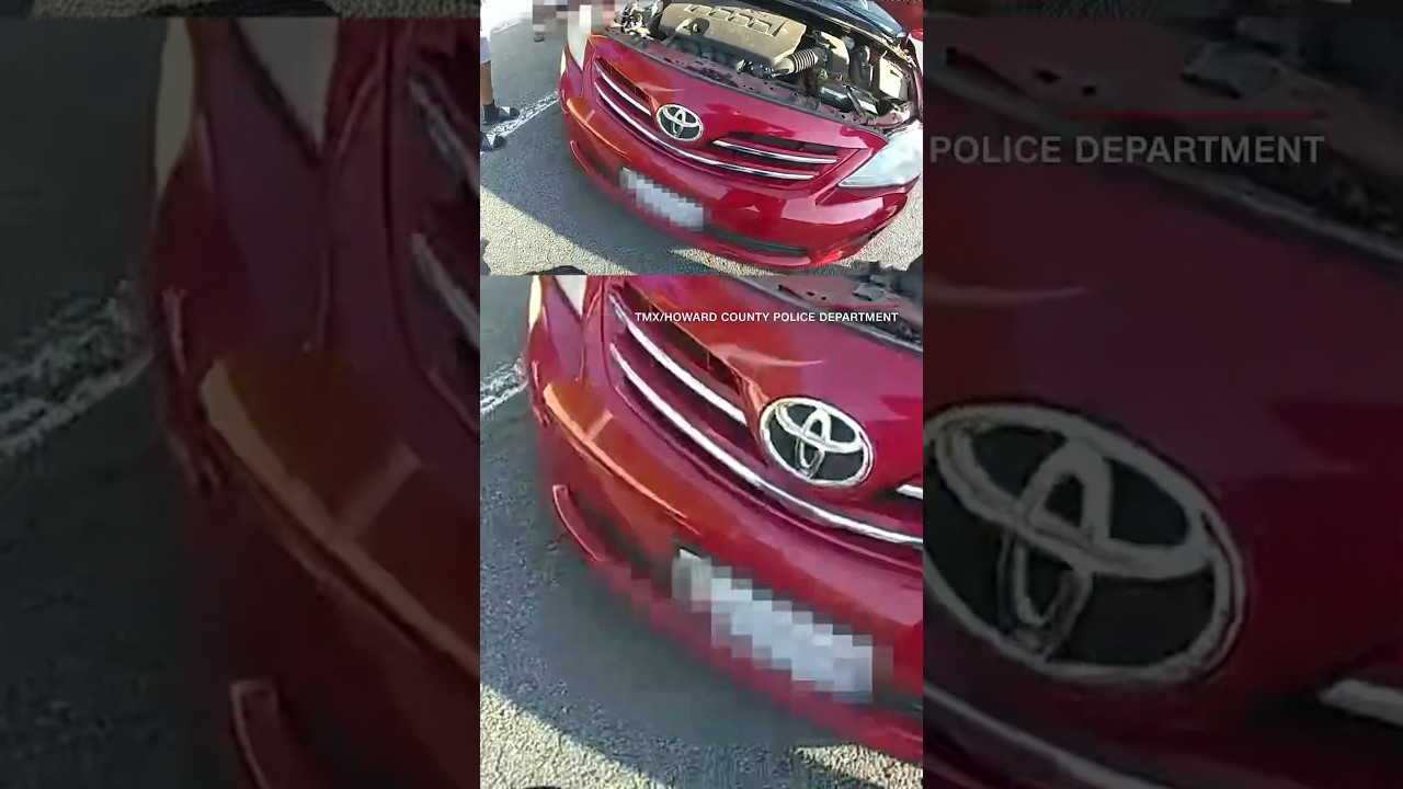 Cat gets stuck in car engine The Global Herald