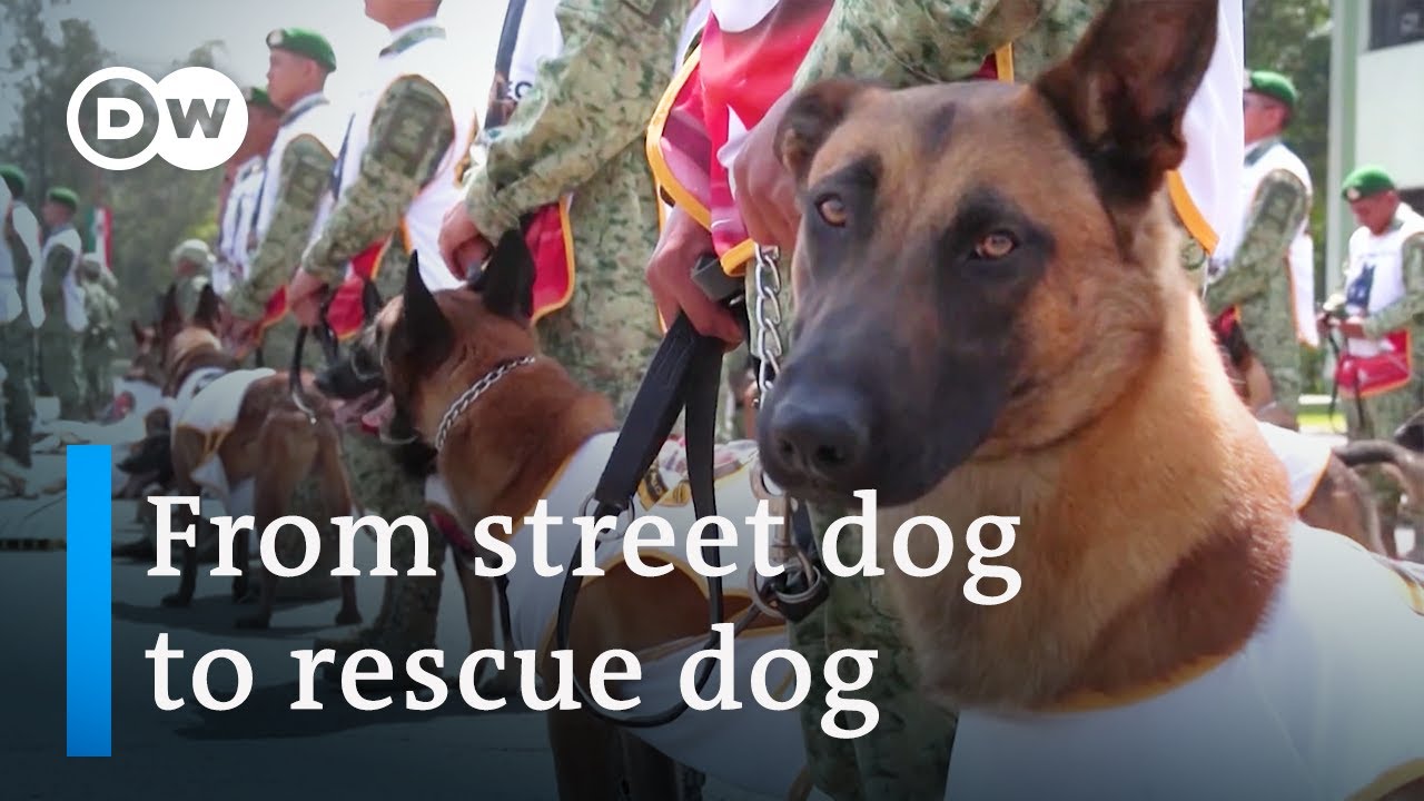 Turning stray dogs into rescue dogs after Turkey's earthquakes Focus