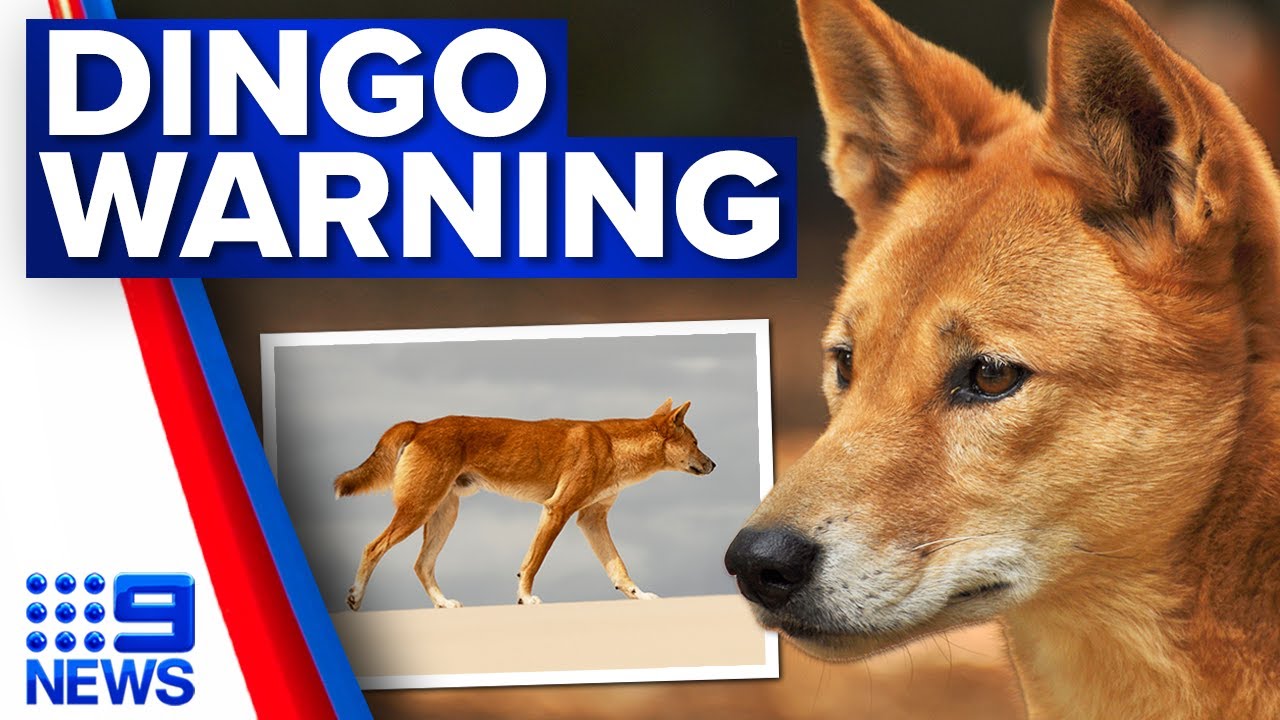Terrifying dingo attack on young boy on K’gari prompts fresh warnings
