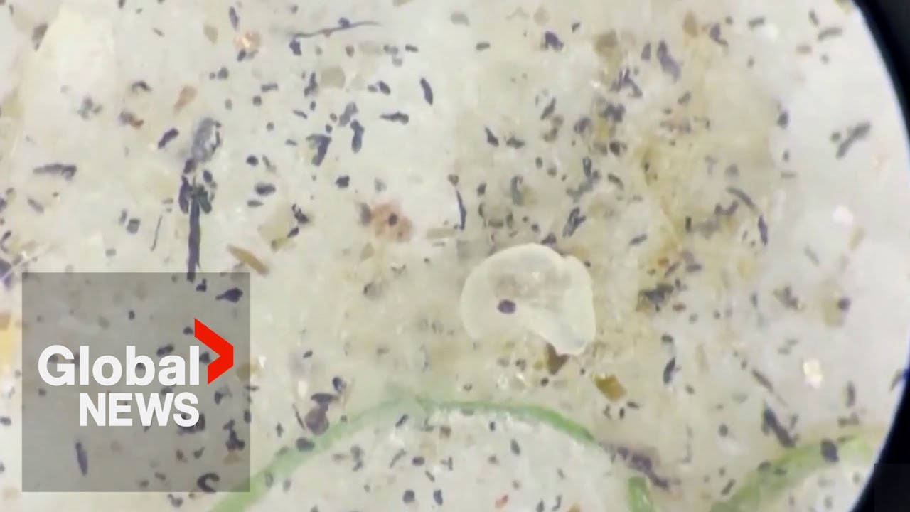 New study reveals the dangers of inhaling microplastics The Global Herald