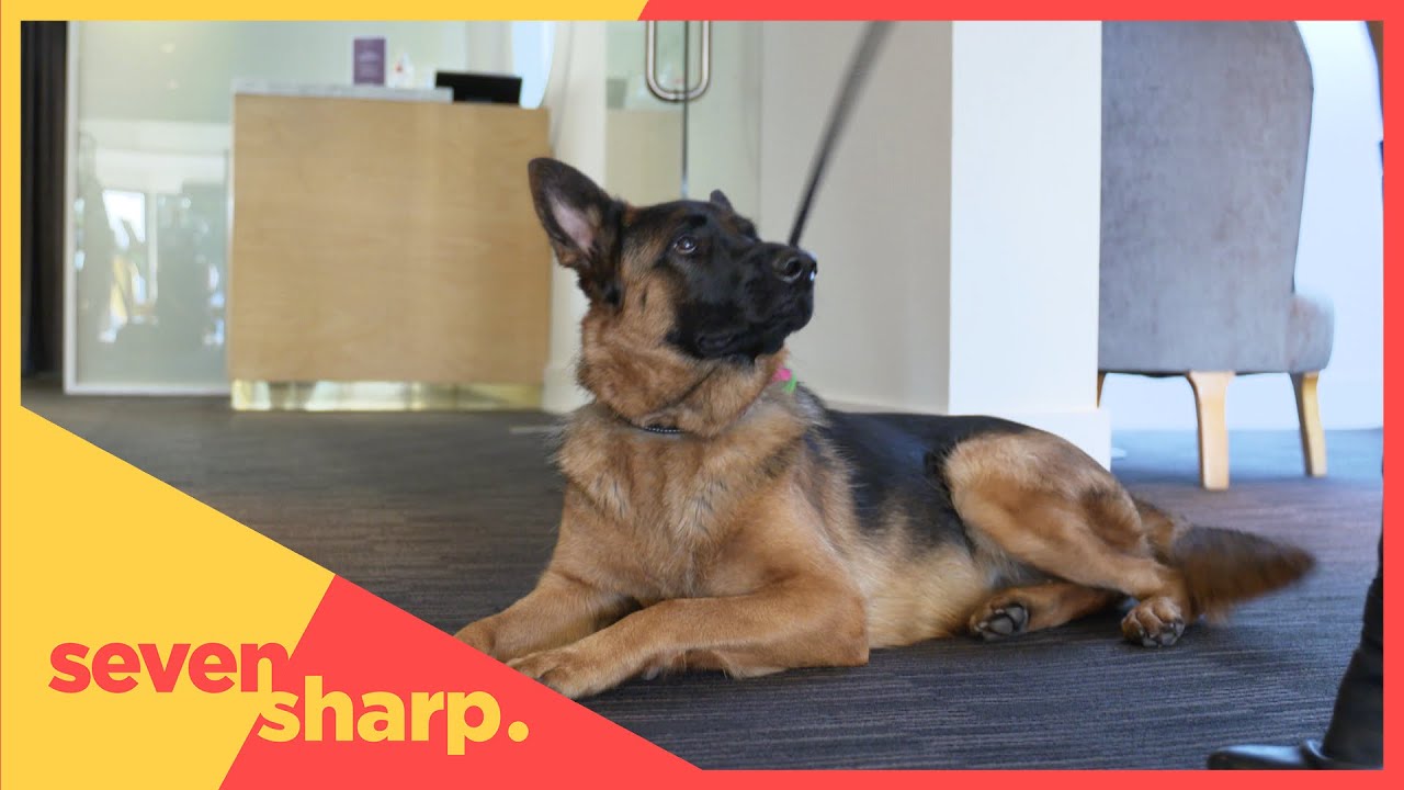 A travel agency for dogs?