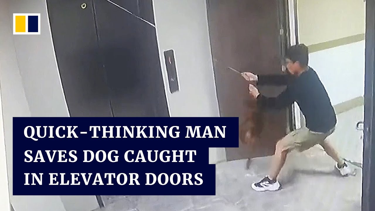 Quickthinking man saves dog caught in elevator doors in China The