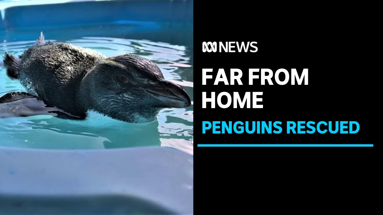 Three rare penguins from New Zealand wash up on WA's South Coast