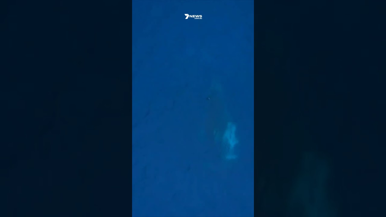 Drone footage captures rare albino humpback whale calf | 7NEWS - The ...