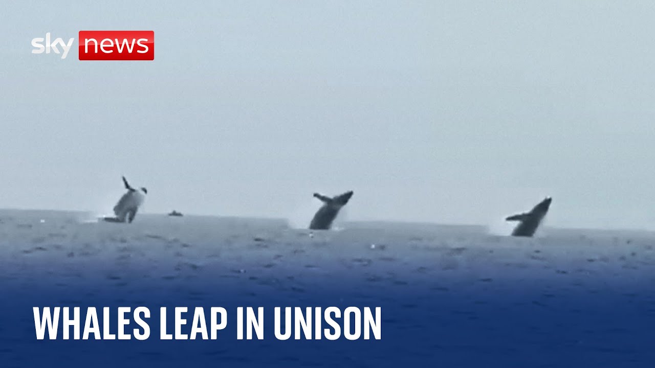 Three Whals Rare video captures three whales leaping from the water in ...