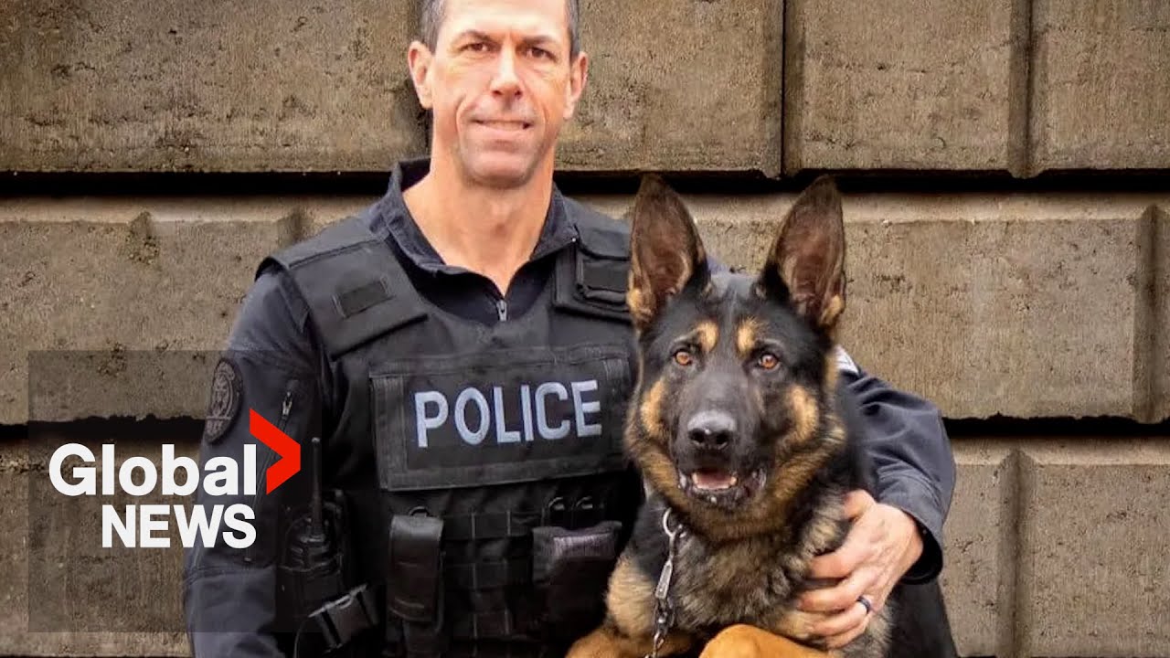 Toronto police dog shot dead after incident involving armed suspect ...