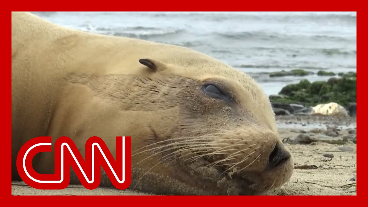 ‘The ocean coughing up death’ This toxic algae bloom is killing sea