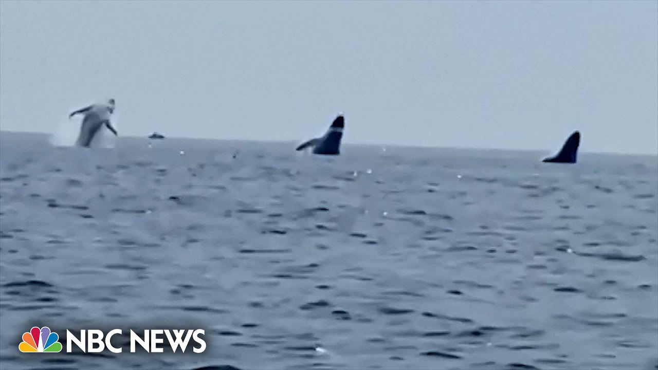 Watch Three whales jump out of water simultaneously The Global Herald