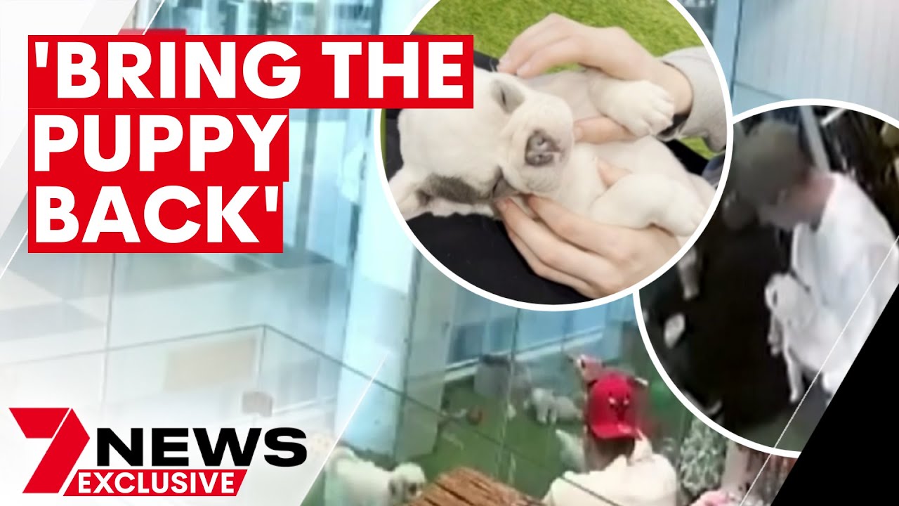 Dog stolen from The Pet Shop at Eastgardens 7NEWS The Global Herald