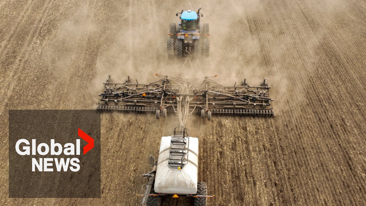 Drought conditions prompt agricultural disasters across Alberta