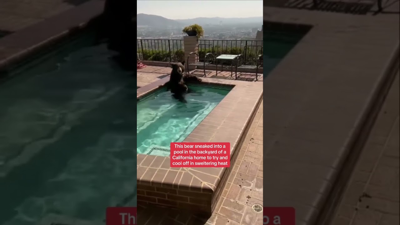 Bear cools off in California swimming pool The Global Herald