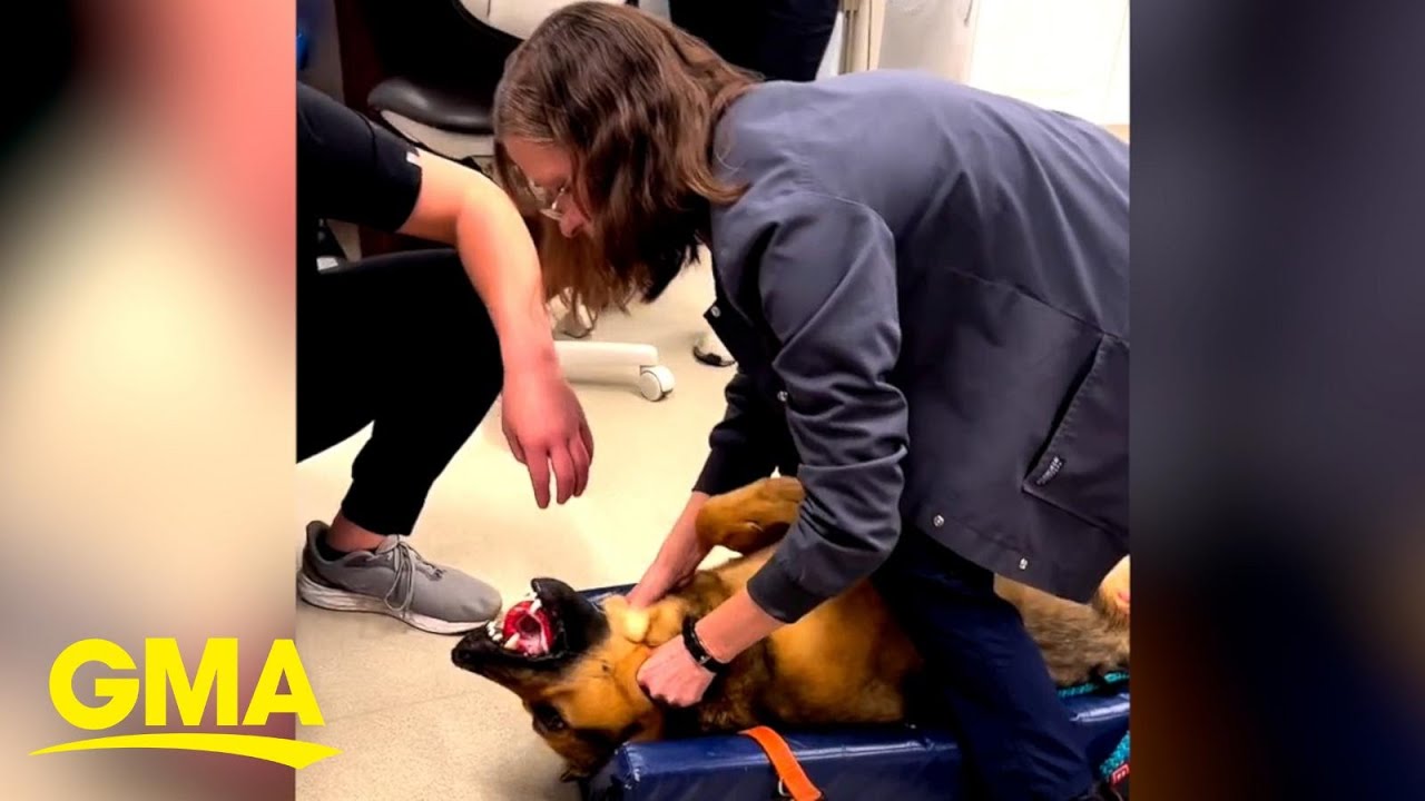 Veterinarian saves dog from choking on toy - The Global Herald