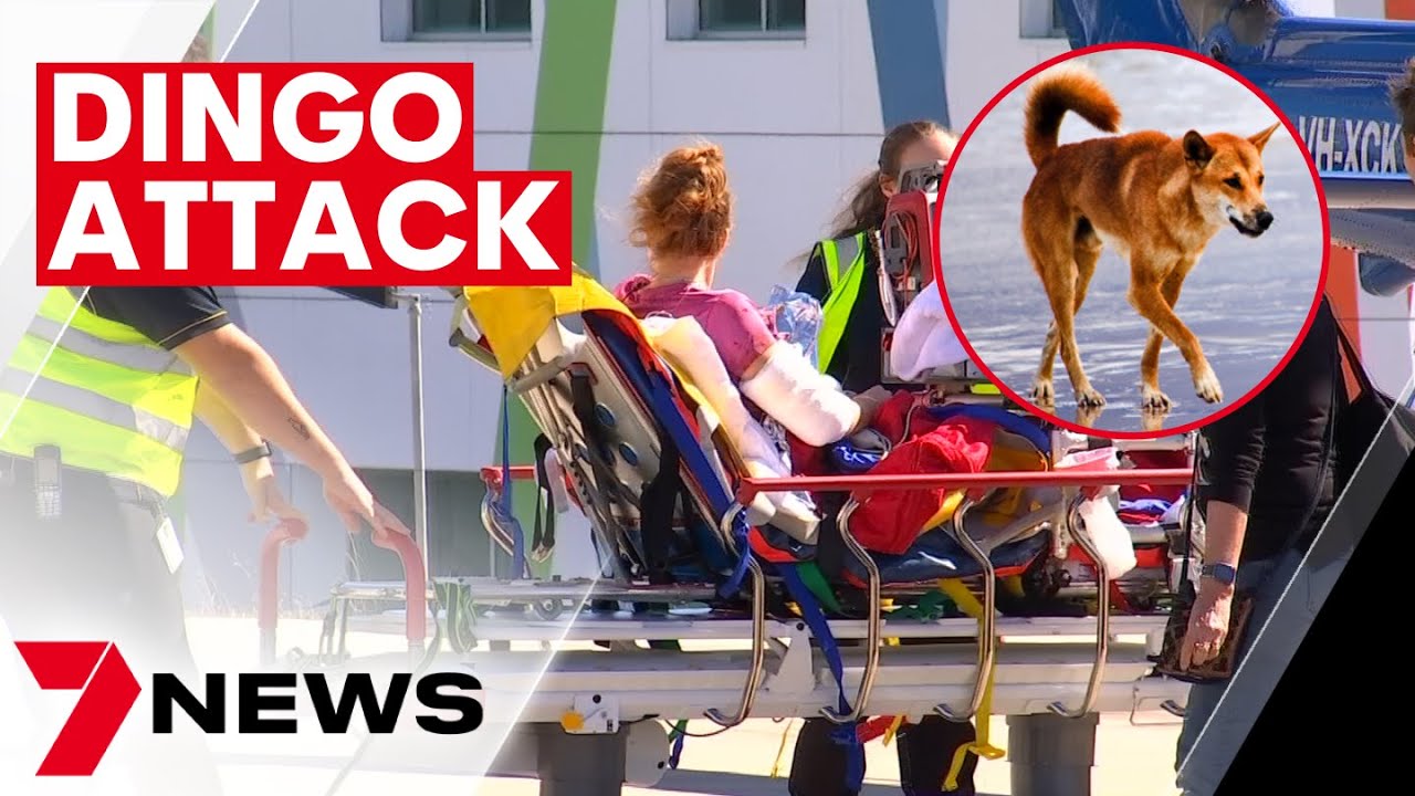Young woman attacked by pack of dingoes on K'gari, Queensland | 7NEWS ...