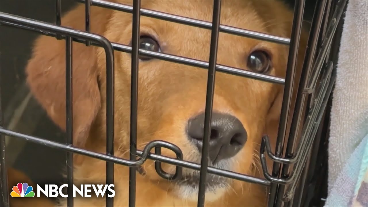 30 dogs found dead at Ohio animal rescue - The Global Herald