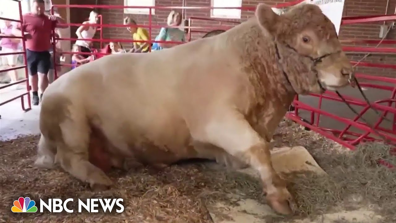 Meet the amazing animals of the Iowa State Fair including a 3,060pound