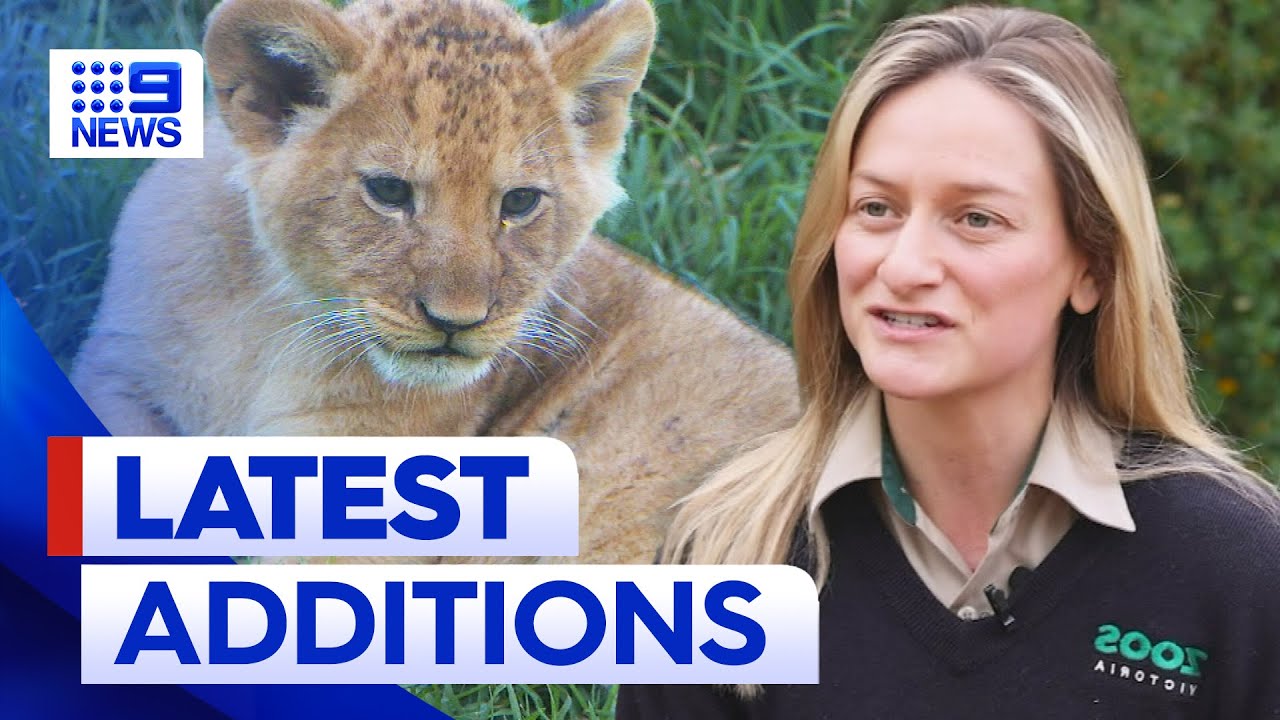 Three lion cubs at Werribee Open Range Zoo getting ready to meet the