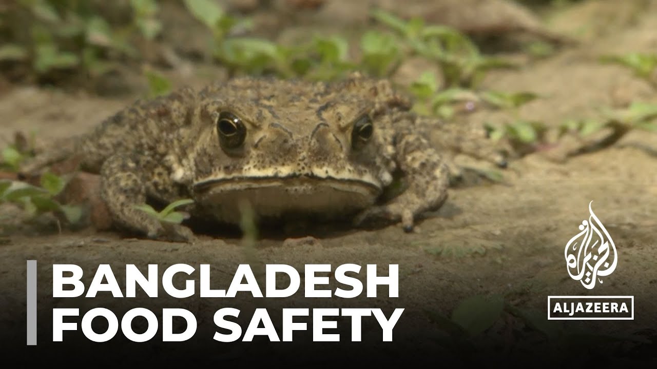 Bangladesh food safety Microplastics found in frogs, fish The Global