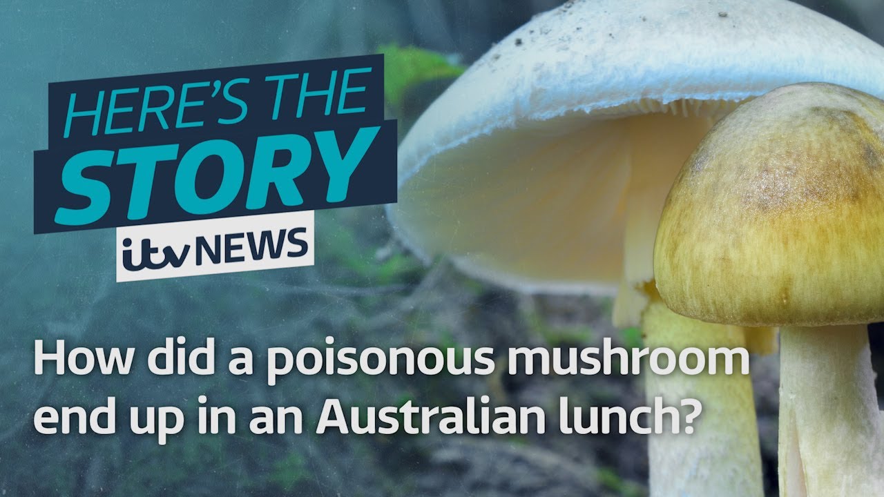 Mystery mushroom poisonings: The Australian lunch that ended with three ...