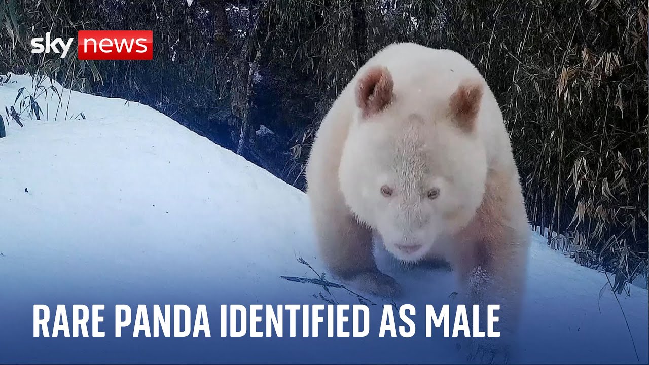 China: Rare all-white panda identified as male - The Global Herald