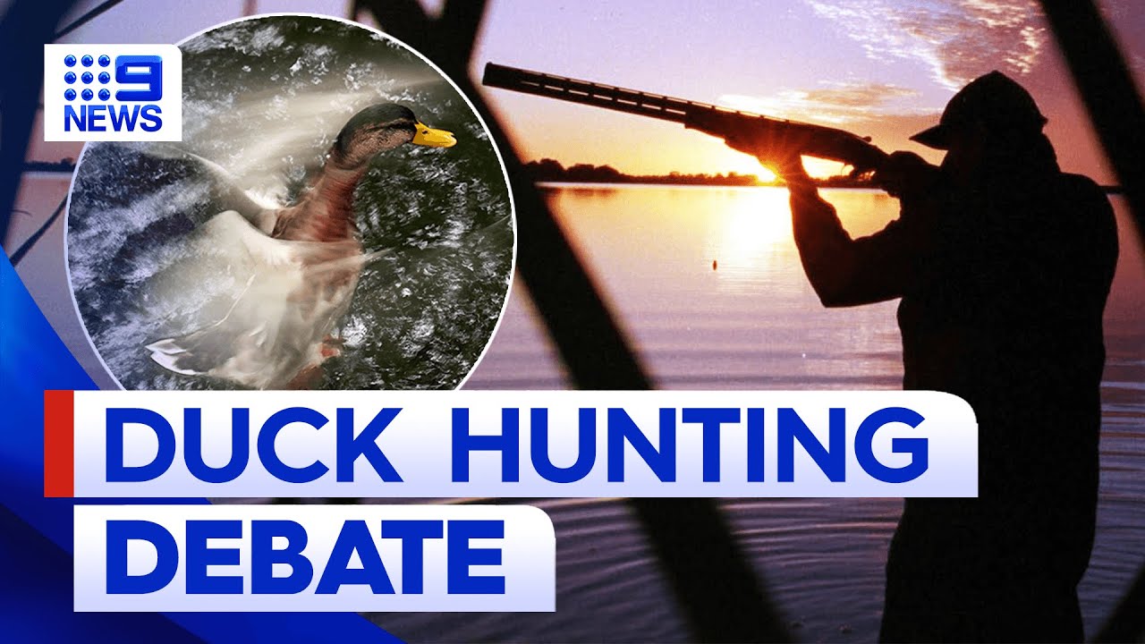 Duck hunting could be banned in Victoria next year 9 News Australia