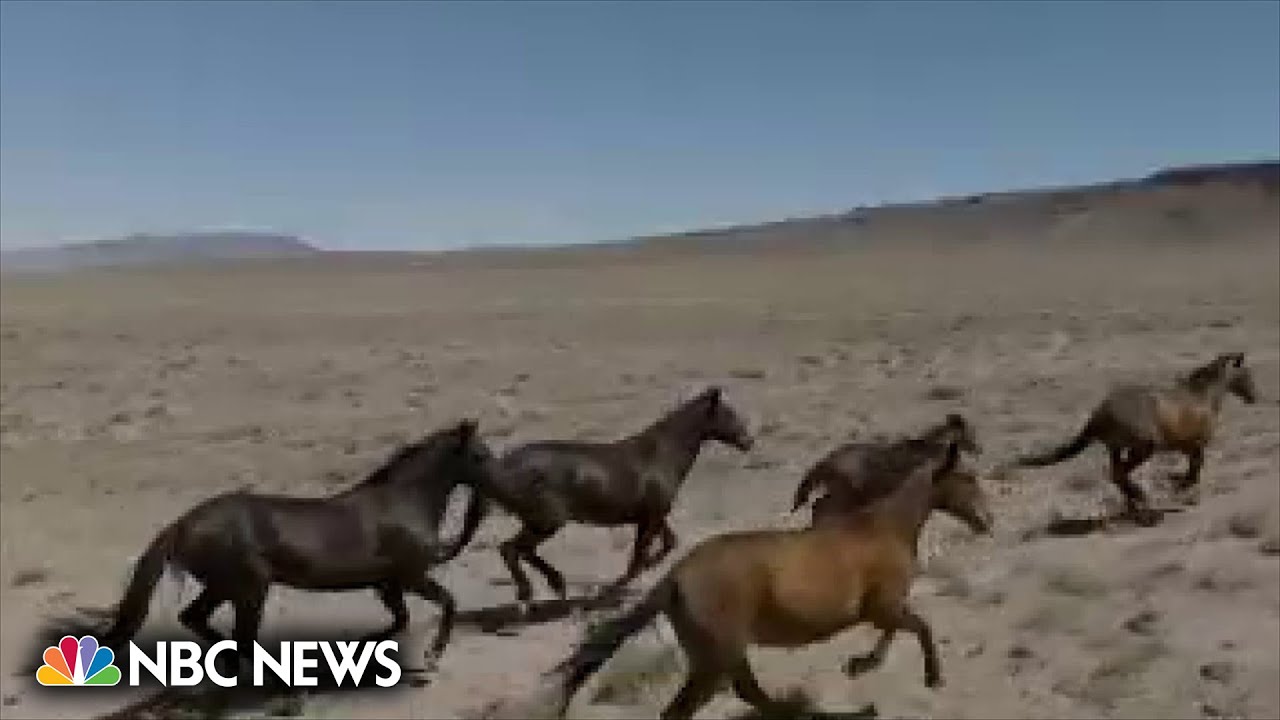 Wild horse management costs taxpayers millions, impacting land and