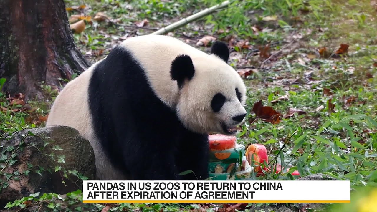 All The Pandas In American Zoos Set To Return To China The Global Herald All The Pandas In American Zoos Set To Return To China The Global Herald
