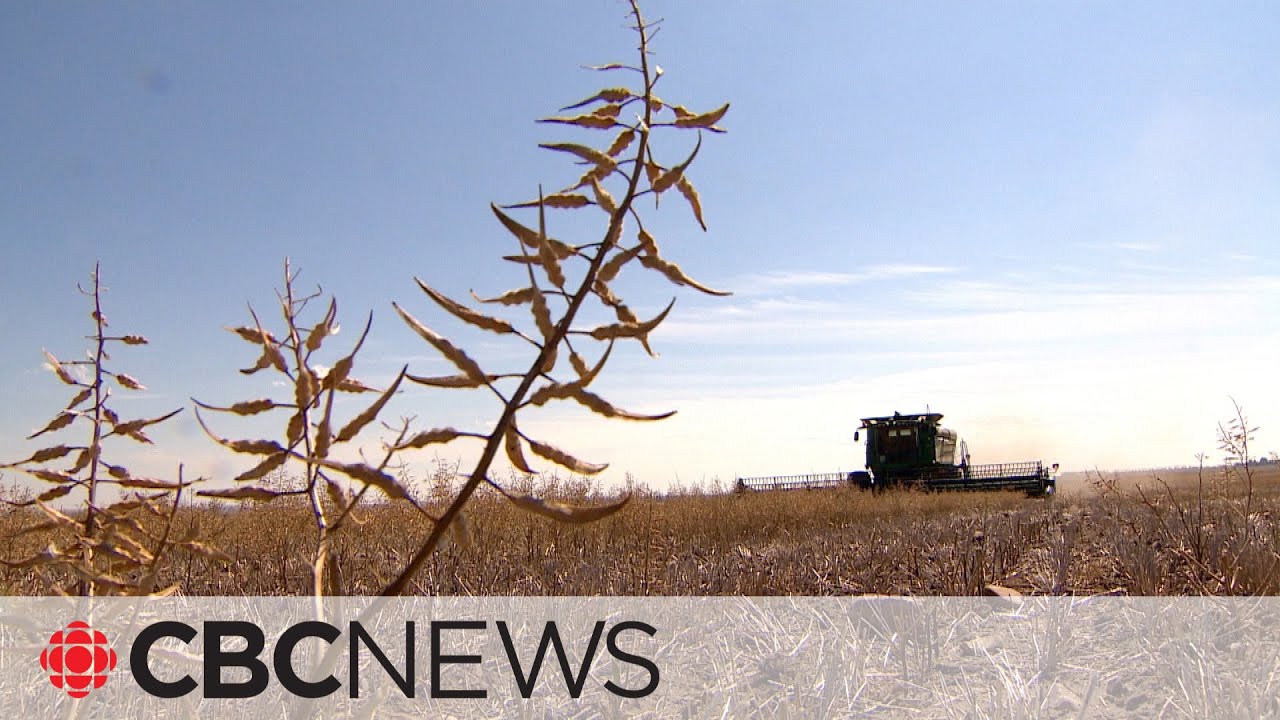 The grim reality of farming and drought in Alberta - The Global Herald