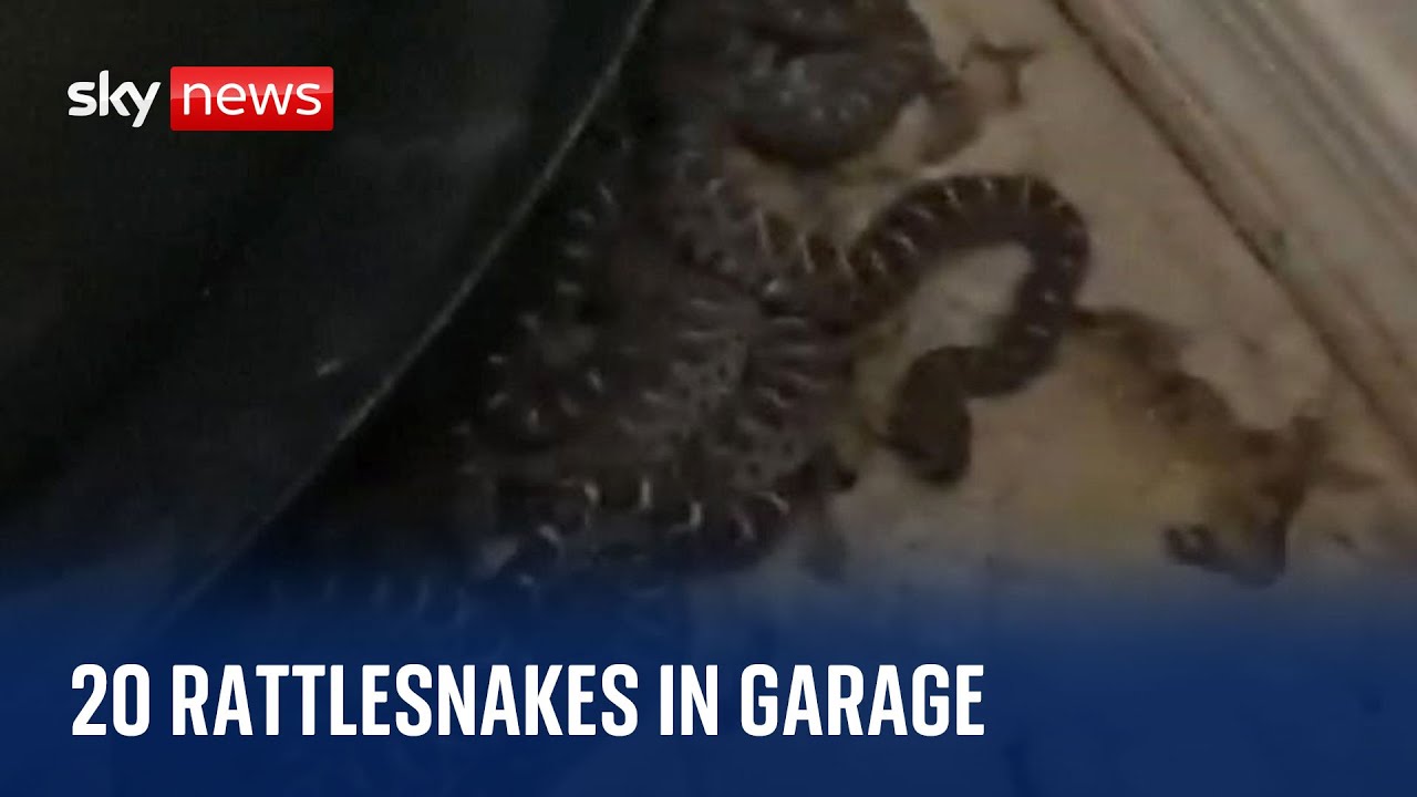 Man finds 20 rattlesnakes in his garage The Global Herald(02)