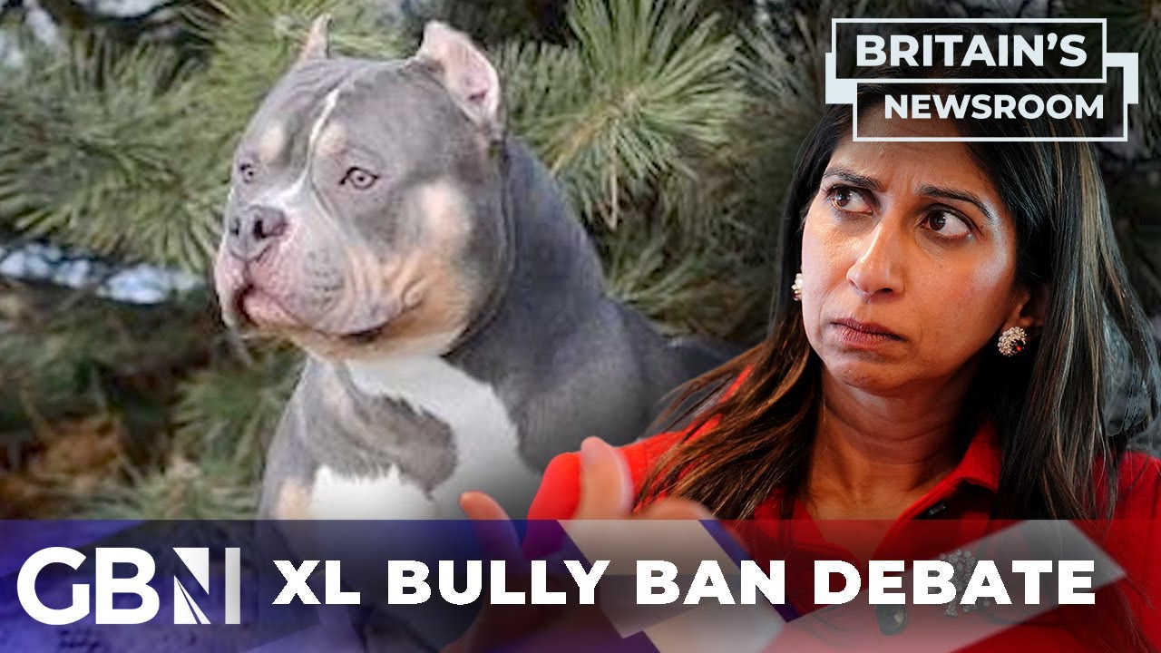 'These dogs are weapons grade' | American XL Bully ban debate - The ...