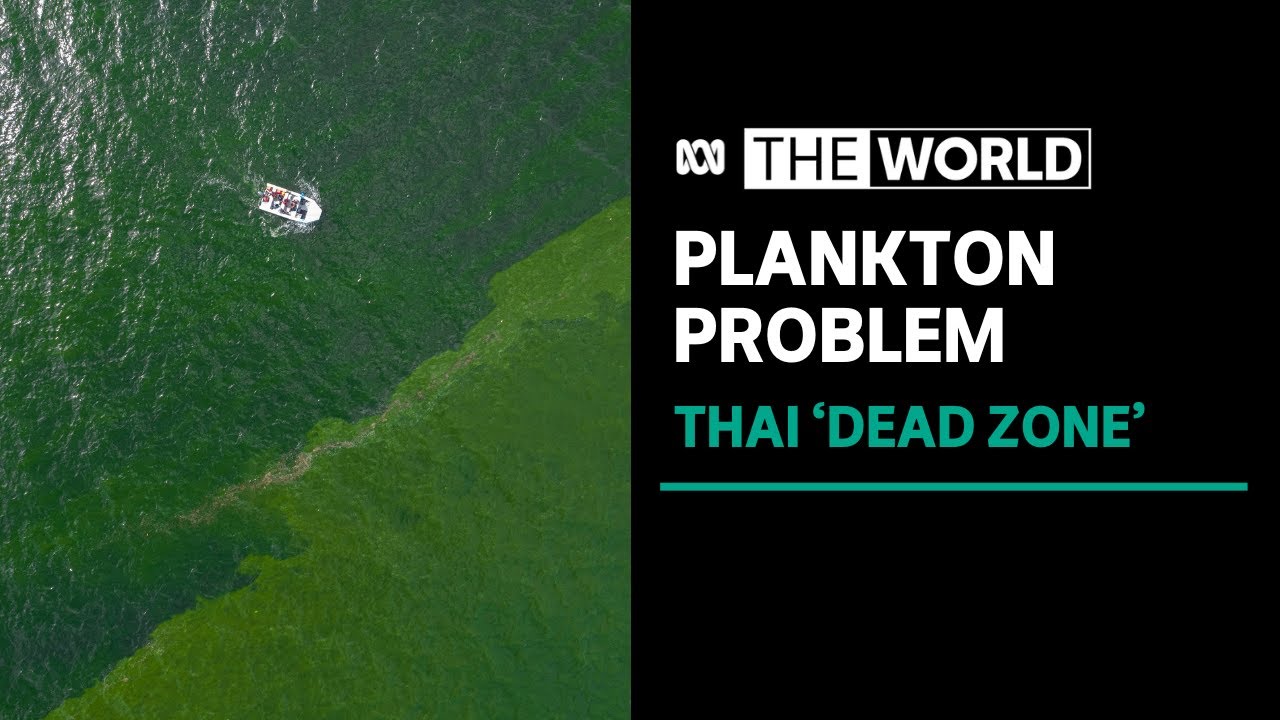 Extreme plankton bloom creates marine 'dead zone' off eastern Thailand