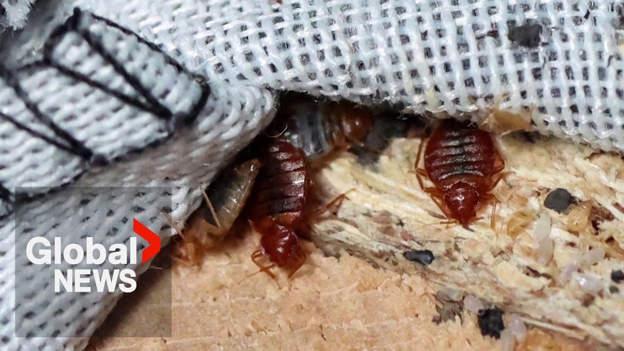 Bed bug infestation in Paris prompts worry ahead of 2024 Olympics The