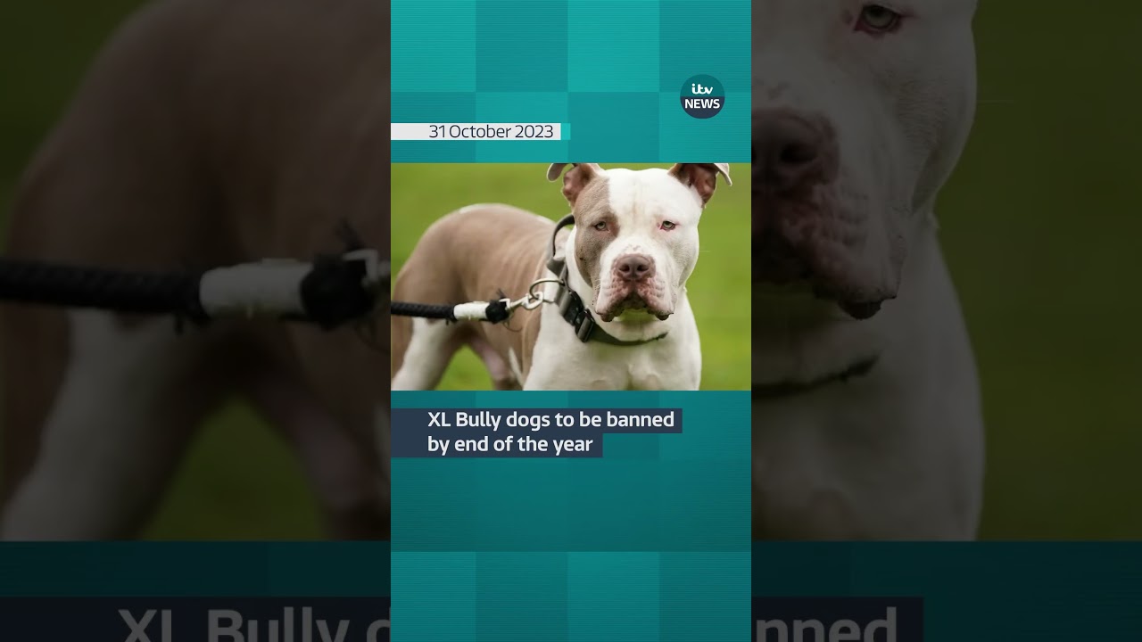 XL Bully dogs to be banned by end of the year #itvnews #xlbully # ...